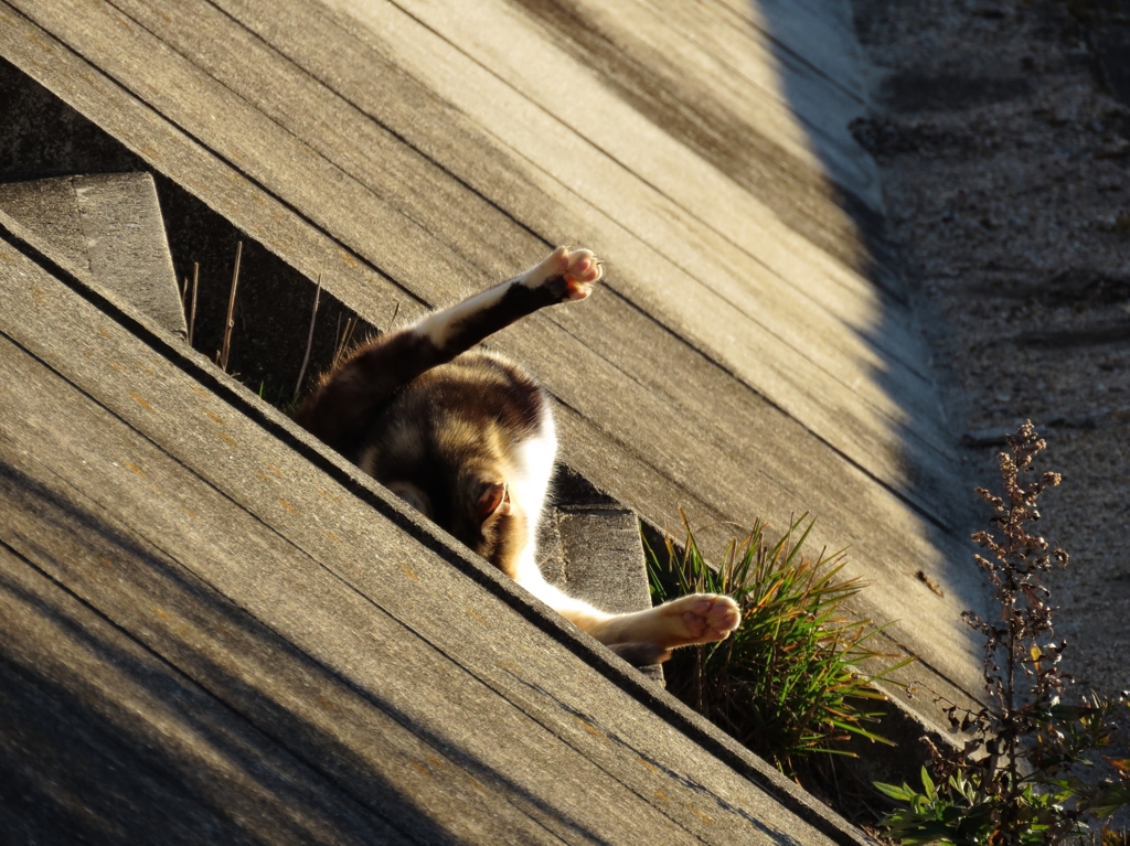 三毛ちゃ～ん？ハーイ！