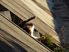 三毛ちゃ～ん？ハーイ！