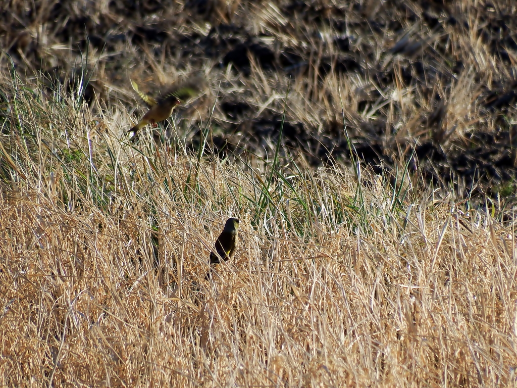 仲間が飛んできた