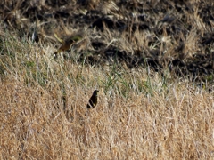 仲間が飛んできた