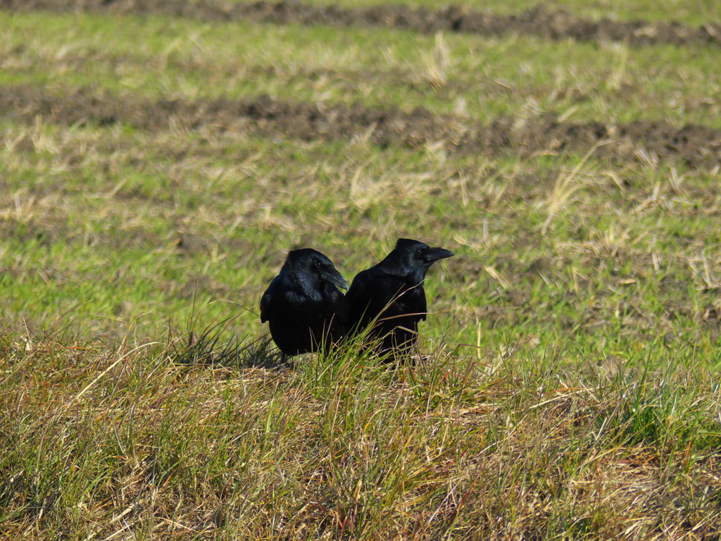 二羽のカラス