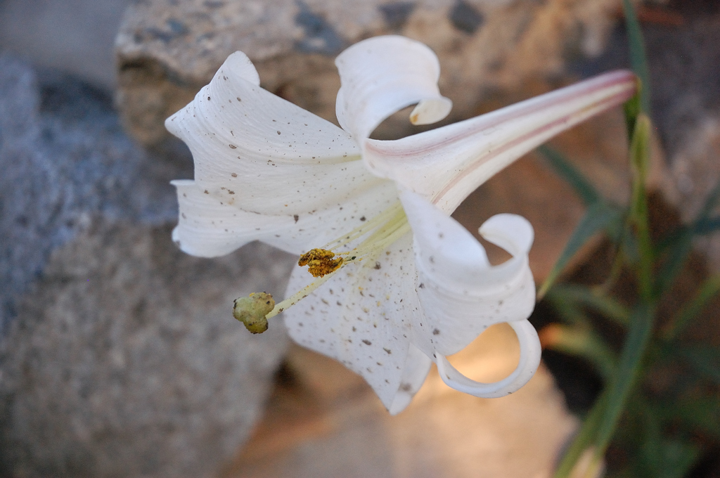 ユリの花
