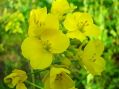 菜の花