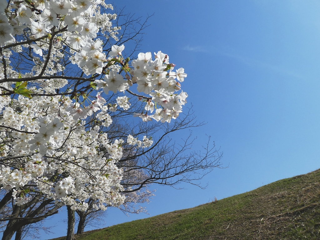 桜日和