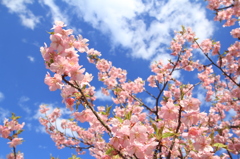 桜　門出の春