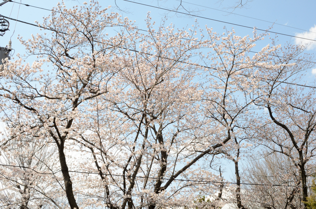 桜＠ひばりヶ丘団地