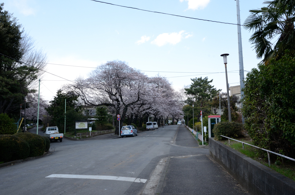 桜＠ひばりヶ丘団地　