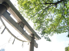 夏の神社