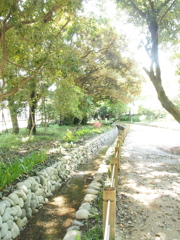 木漏れ日差すあの香りの記憶