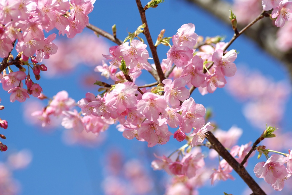 河津桜