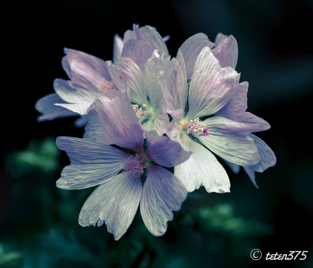 H G P Flowers #13