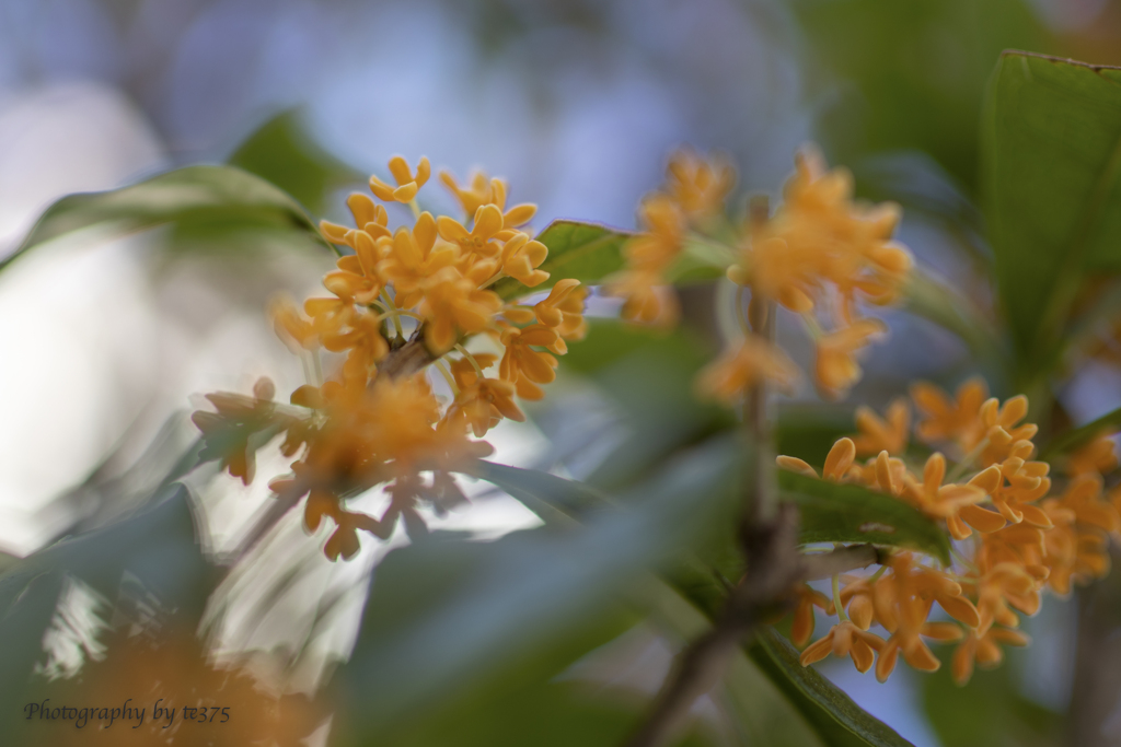 flowers 2022.10 #22