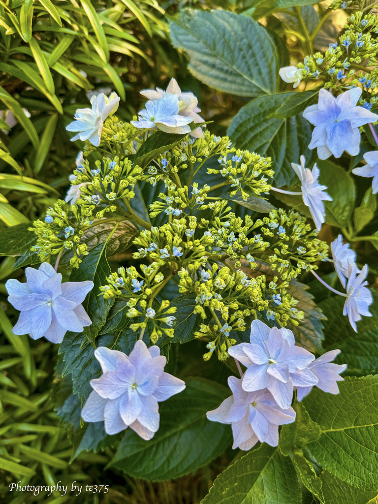 紫陽花2024 #1