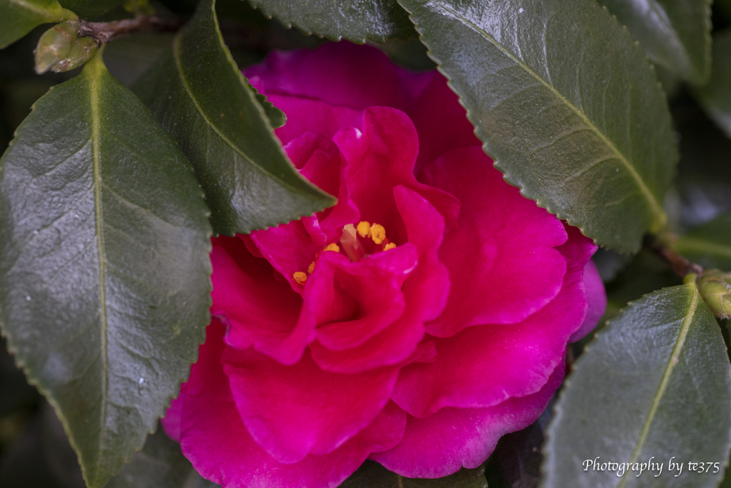 Winter Flowers #1