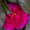 Winter Flowers #1