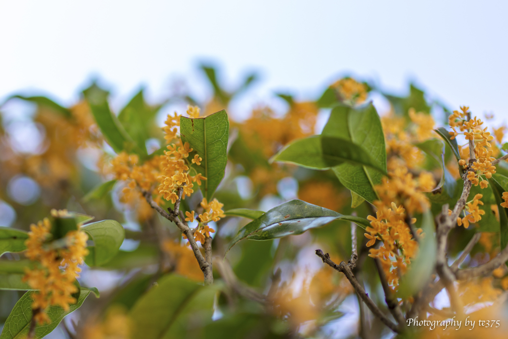 flowers 2022.10 #23