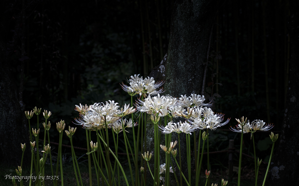 autumn flowers #1