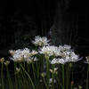 autumn flowers #1
