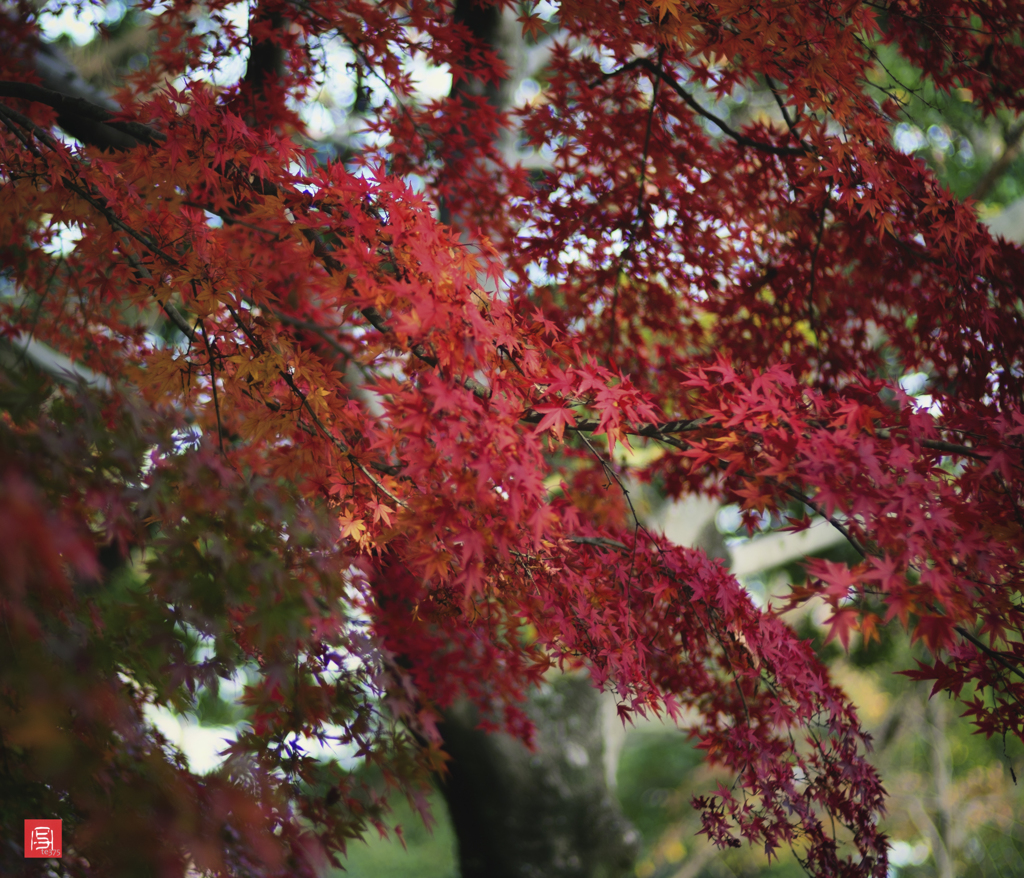 HELIAR classic 75mm F1.8 + X-E1 #13