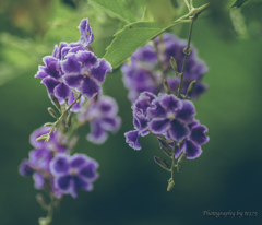 Duranta 宝塚 #3