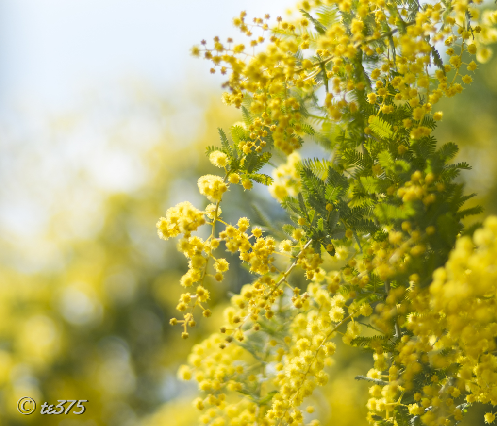 いつもの公園　mar #3