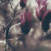 flowers   20160403  #19