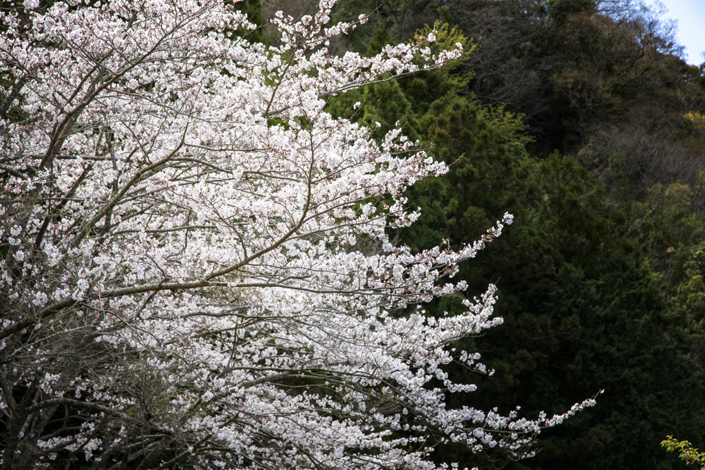 桜・千框の棚田　2022 #3