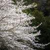 桜・千框の棚田　2022 #3