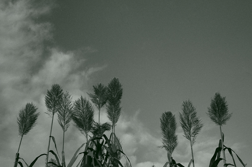Rollei35S + SILVERMAX 100 fig.4