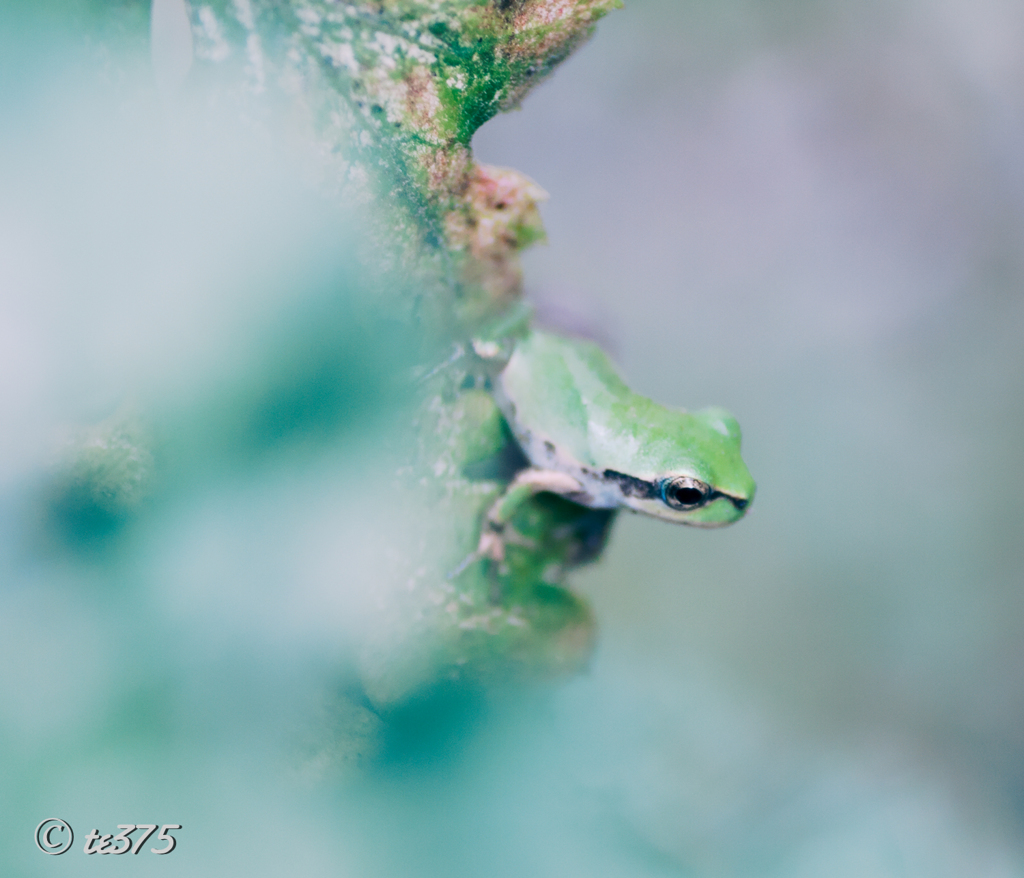 Hyla japonica #3