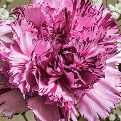 The name of  the flower #2