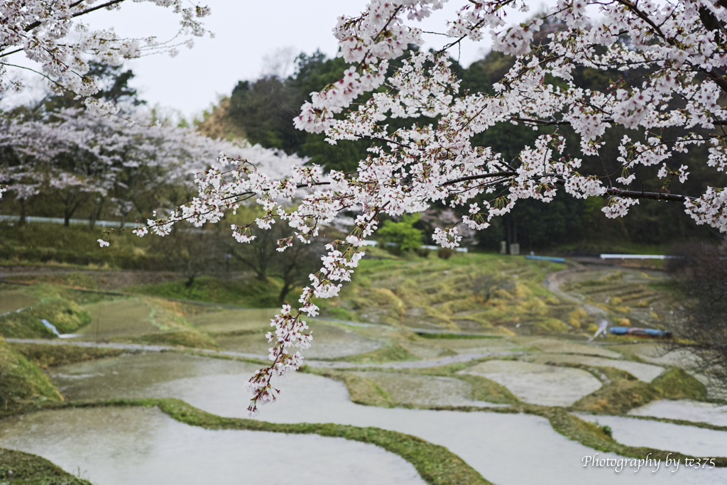 桜・千框の棚田　2022 #7