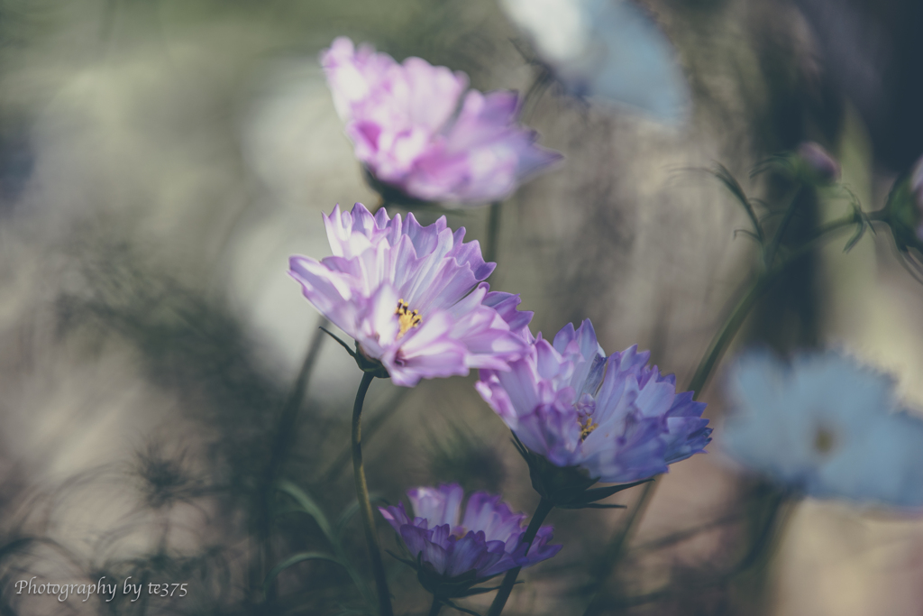 H.G.P. FLOWERS 2023.10.22 #7