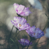 H.G.P. FLOWERS 2023.10.22 #7