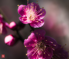 花散歩　#2