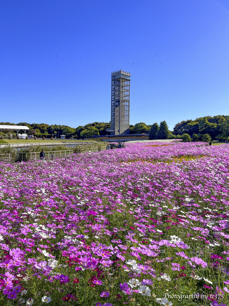H.G.P. FLOWERS 2023.10.22 #1