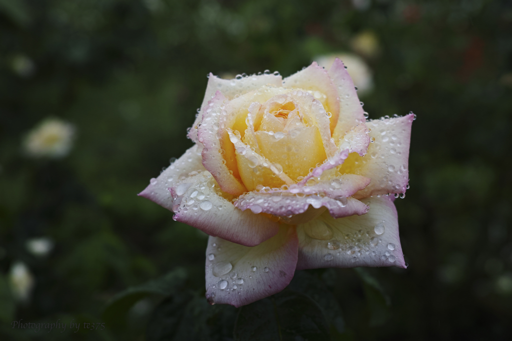 flowers 2022.10 #18