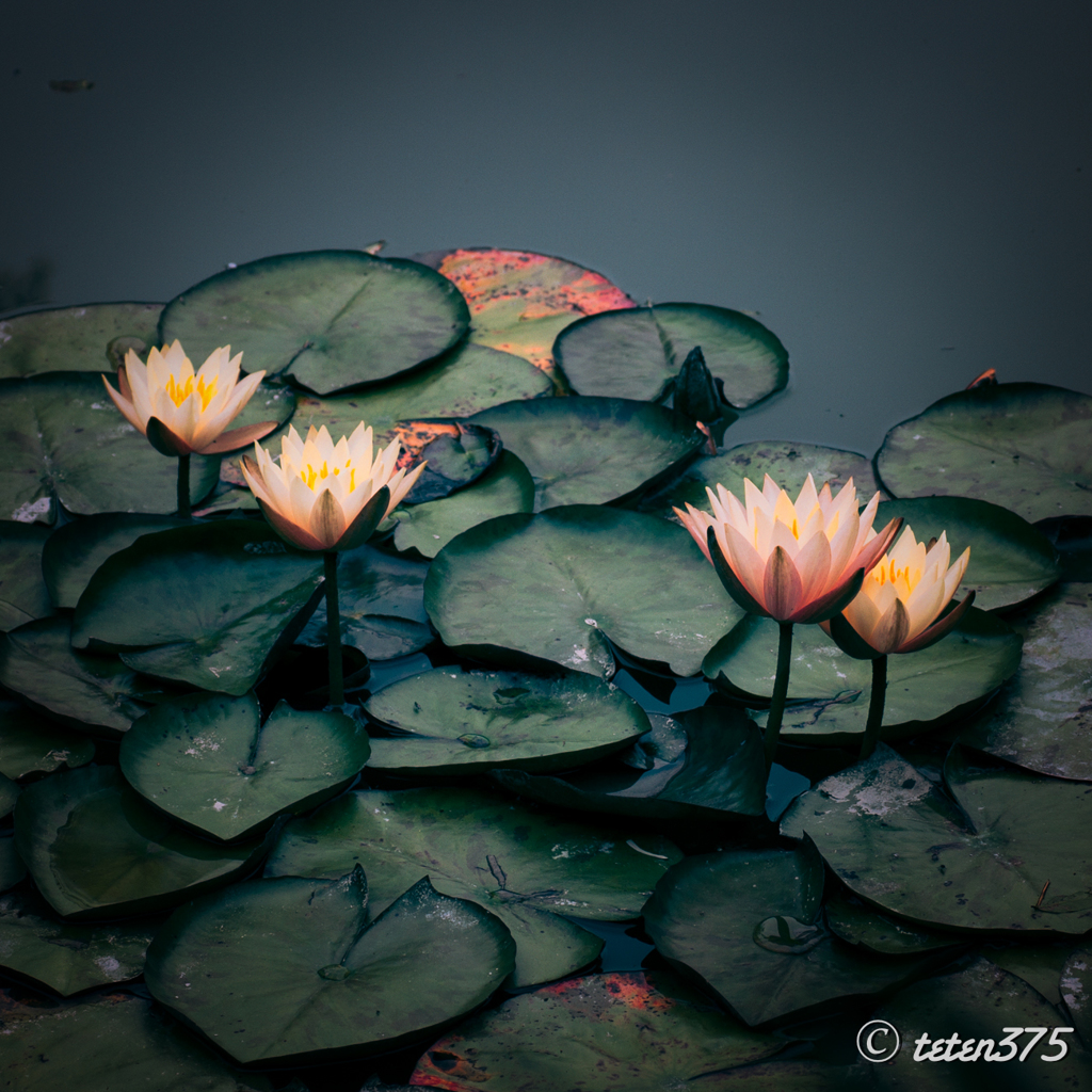 H G P Flowers #17