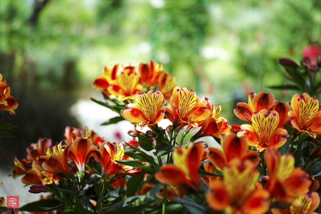 H.G.P flowers 201706 #16