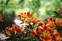 H.G.P flowers 201706 #16