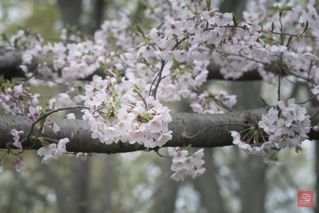 いつもの公園　apr #10