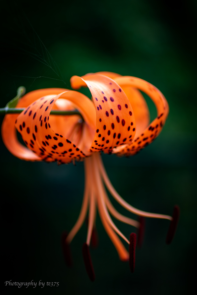 a tiger lily #2
