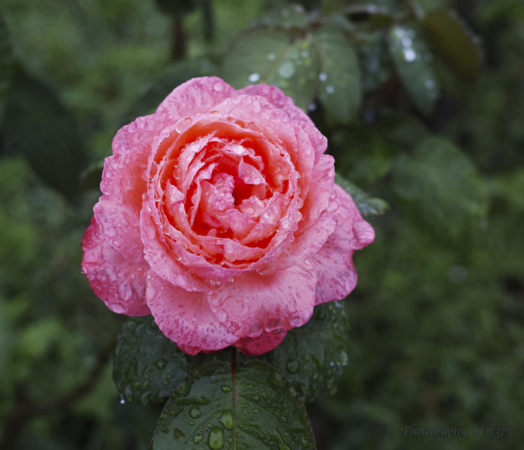 flowers 2022.10 #21