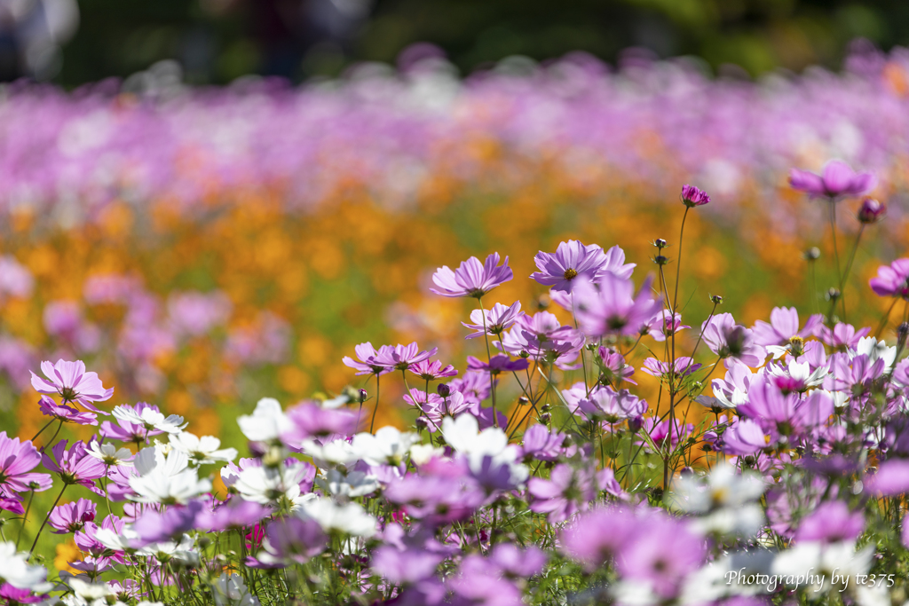H.G.P. FLOWERS 2023.10.22 #16