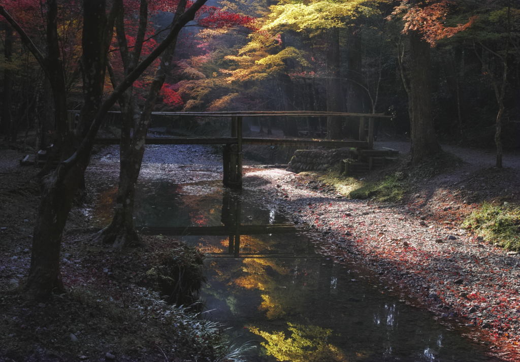 紅葉風景 #5