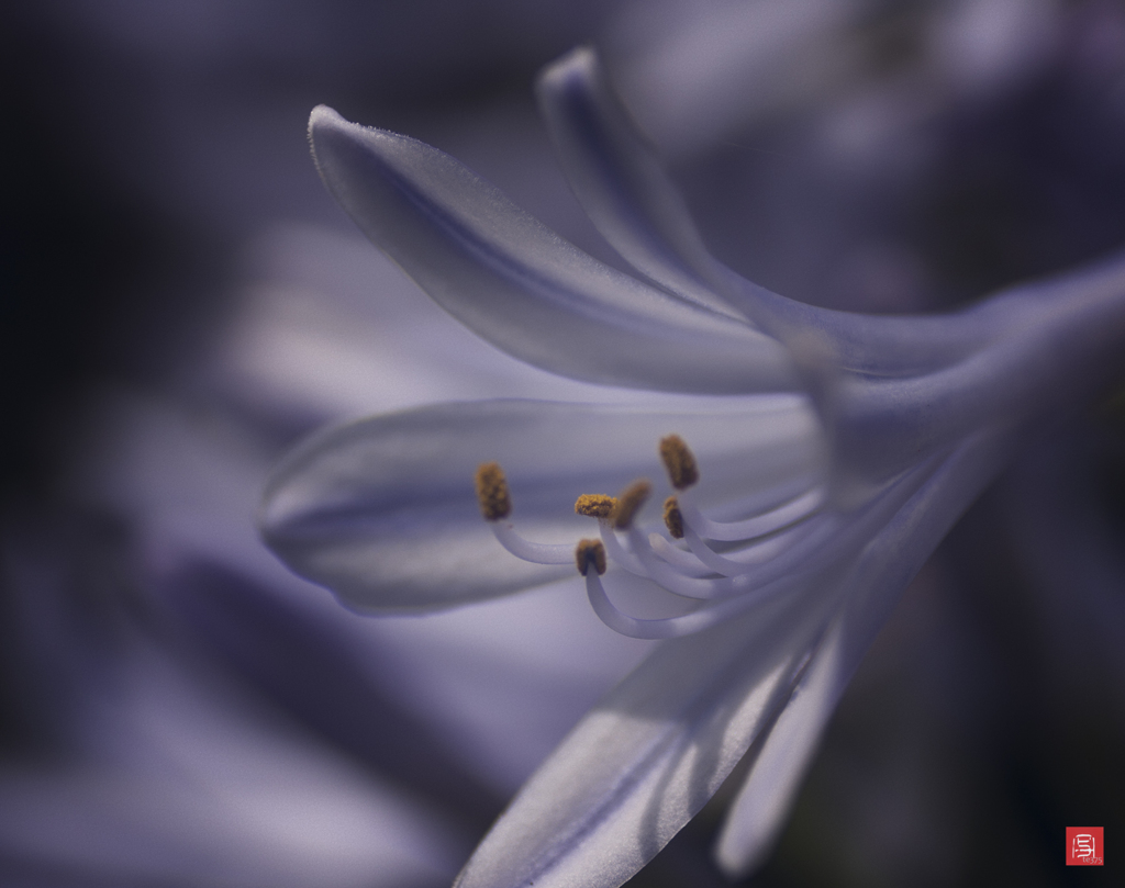 Agapanthus africans  2017   #2