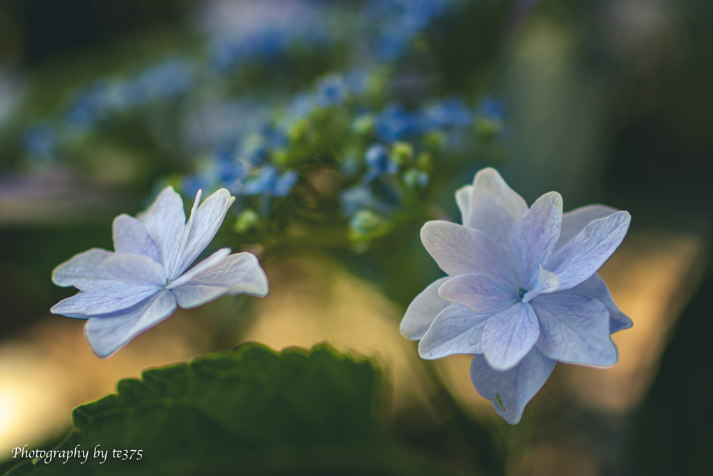 紫陽花 #2