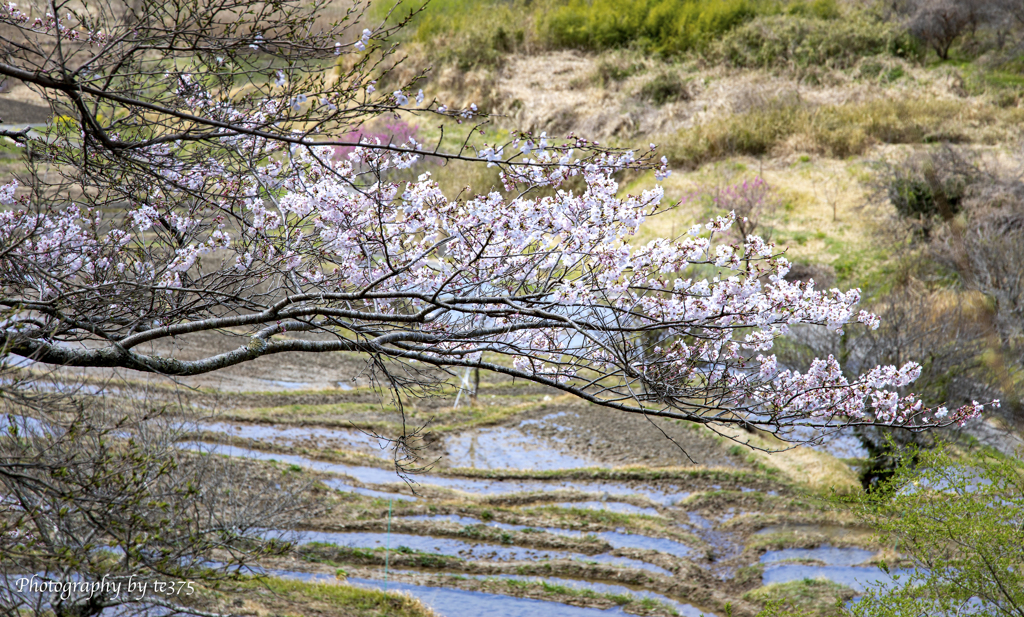 桜・千框の棚田　2022 #1