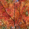 autumn leaves 2021 #5