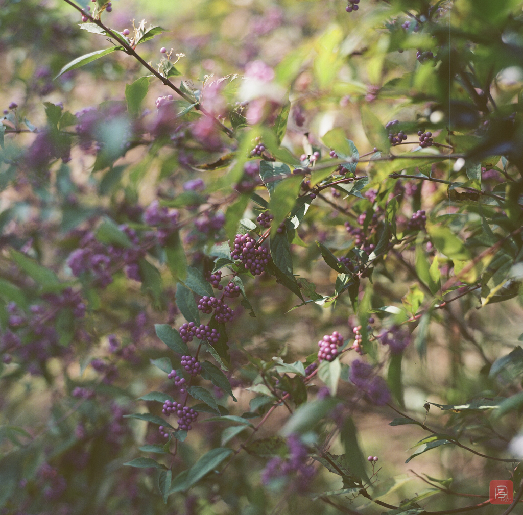 BRONICA EC + Ektar100 #9
